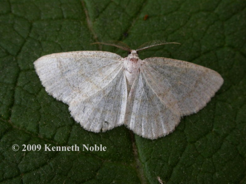 common wave6764 _800_.JPG